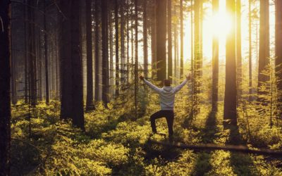 Waldbaden Ausbildung 2023: Zertifizierter Waldbademeister (IHK)