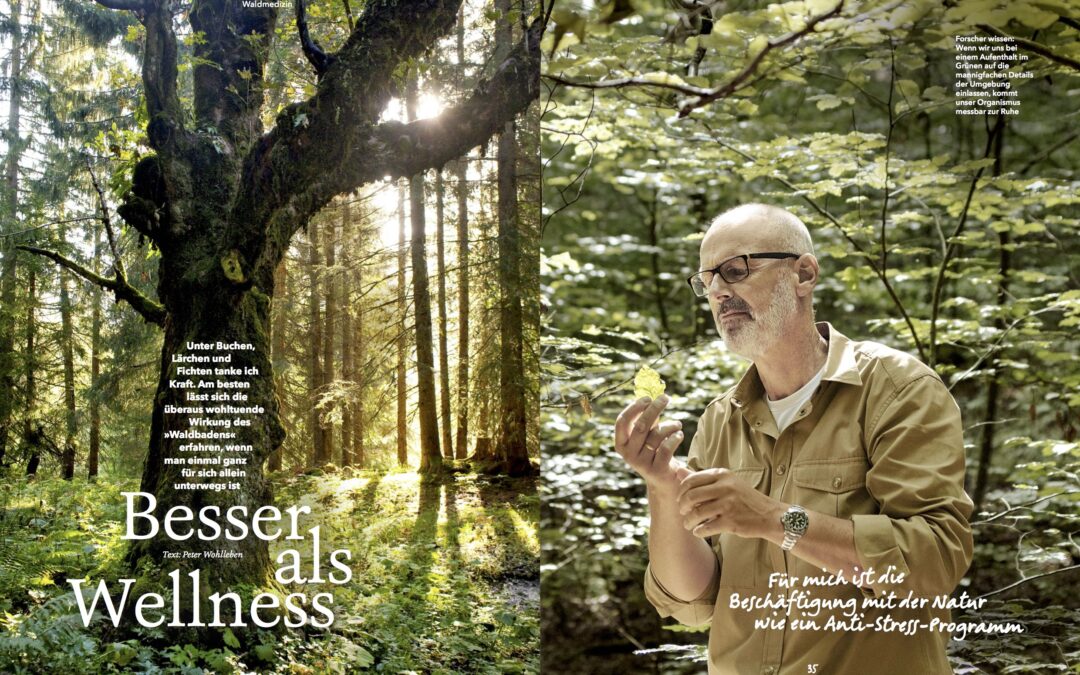 Waldbaden mit Peter Wohlleben: Besser als Wellness