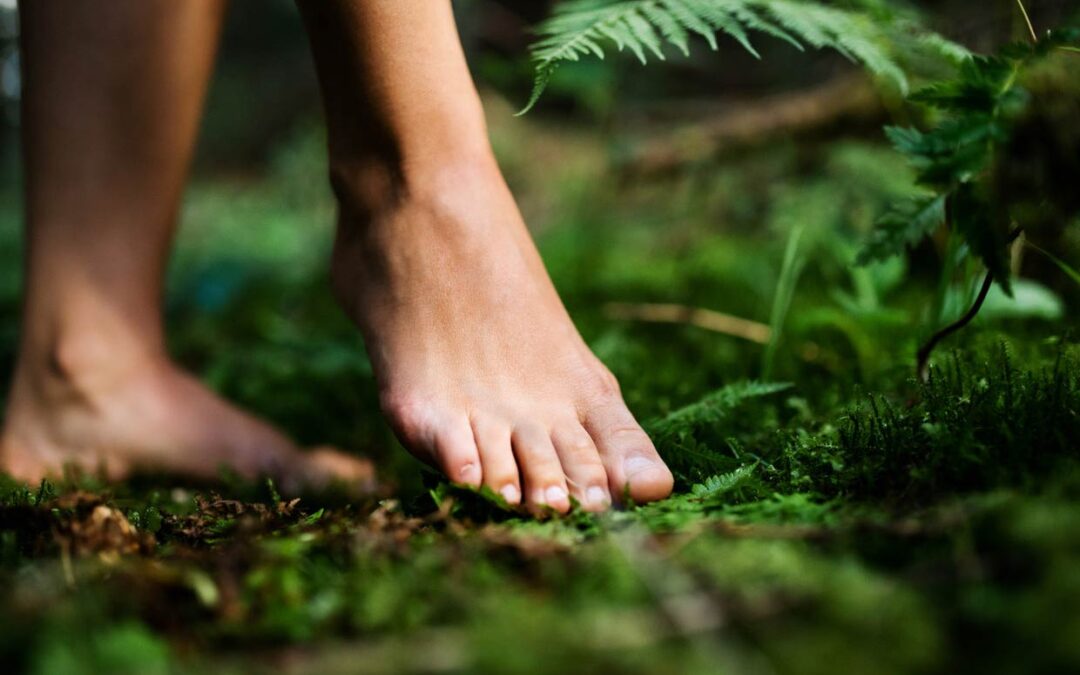 Dein Weg zum Kursleiter für Waldbaden